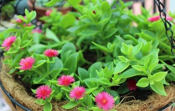 养护牡丹吊兰,警示"几个"细节,花开满枝,开花不停歇!