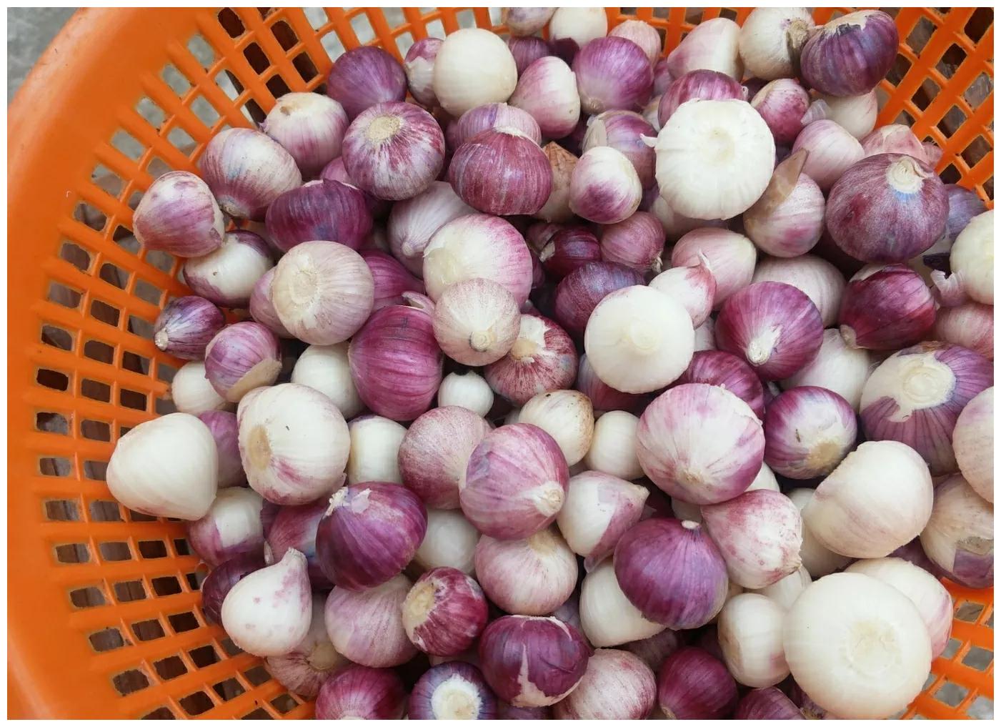 尉氏县永兴镇：大蒜种植成为助力乡村振兴的特色产业
