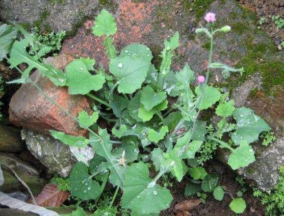 2种农村不起眼的野草,既是野菜,又是治病草药,不