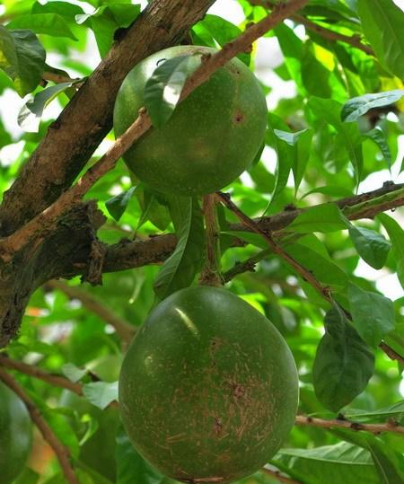 它是治疗肿瘤"特效药",学名炮弹果,如若遇见,引起重视!__财经头条