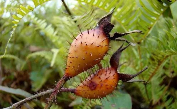 路旁一种"野果",浑身带"刺",人称"糖罐子",营养美味__财经头条