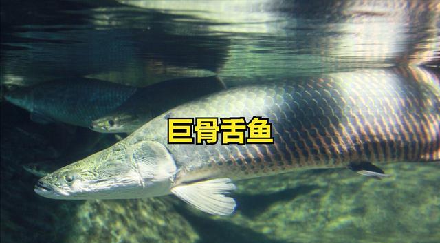 热带雨林亚马逊探险之三——捕捉巨骨舌鱼