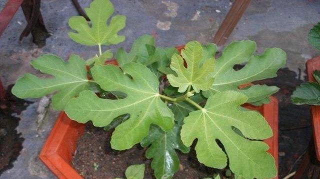 无花果苗什么价格