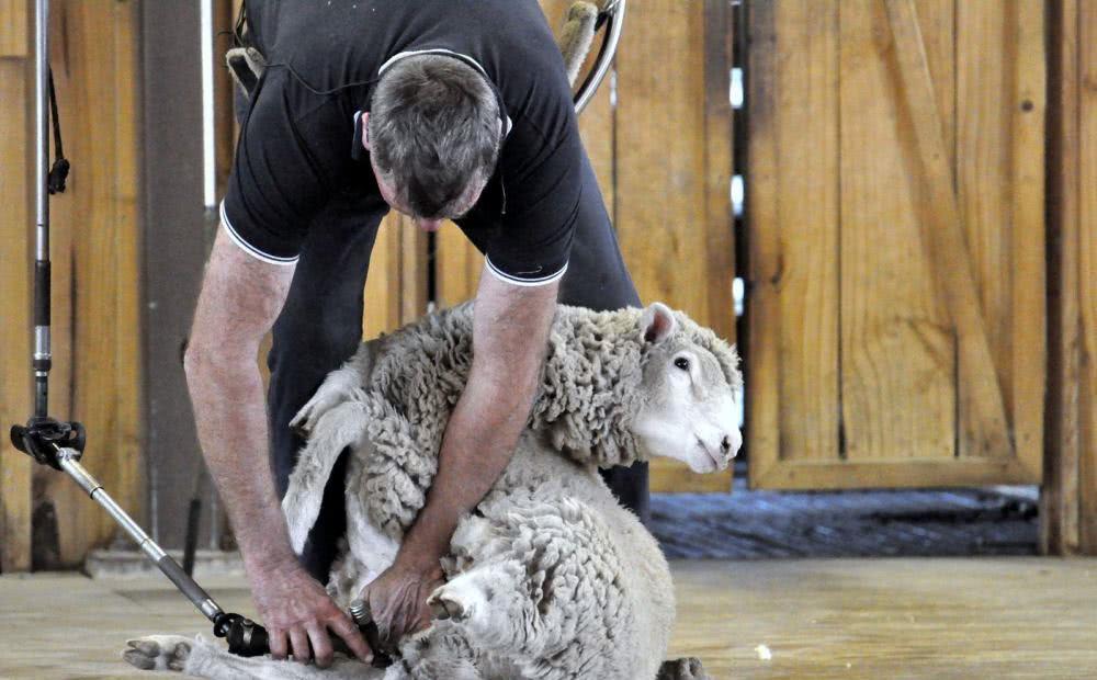 外国剃羊毛比赛,羊还没反应"衣服"就没了,羊:刚刚发生了啥?