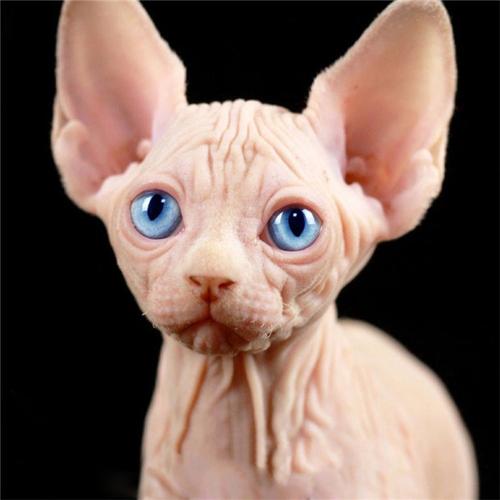 有些人特别喜欢猫但是过敏本文整理了低敏猫让你实现铲屎官梦想