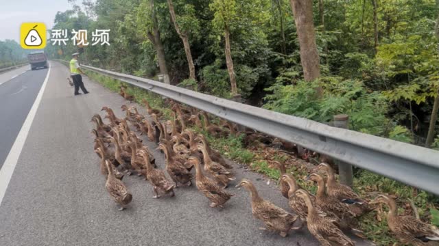 50多只鸭大摇大摆上高速  网友：“我仿佛闻到了烤鸭的味道”