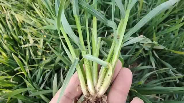 小麦拔节前注意做好这三件事亩产可达1500斤