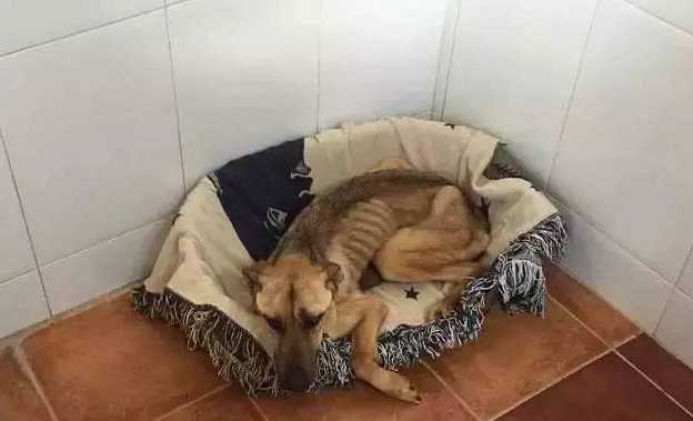 狗狗被遗弃在垃圾堆旁边,救回来的时候已经瘦成一道闪电!