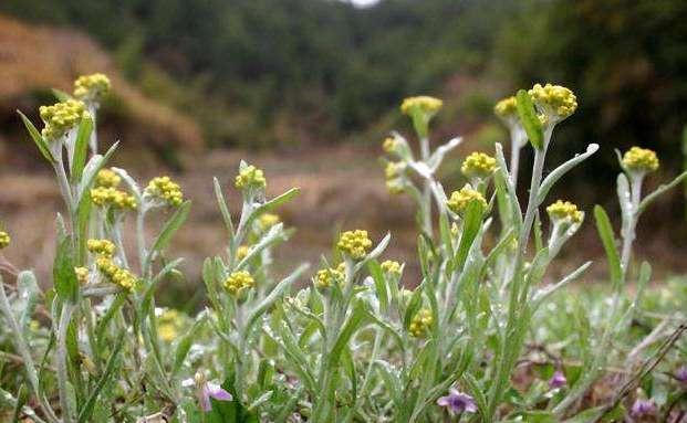 其实清明菜也学名叫"鼠麴草",那么下面笔者就给大家介绍下这种野菜吧