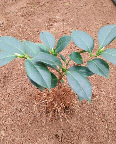茶花|根系|环境_新浪新闻