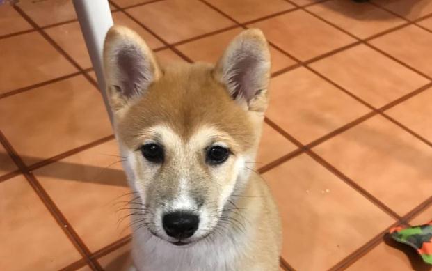 柴犬长出"猴脸",吓坏主人,网友说:这是新品种!