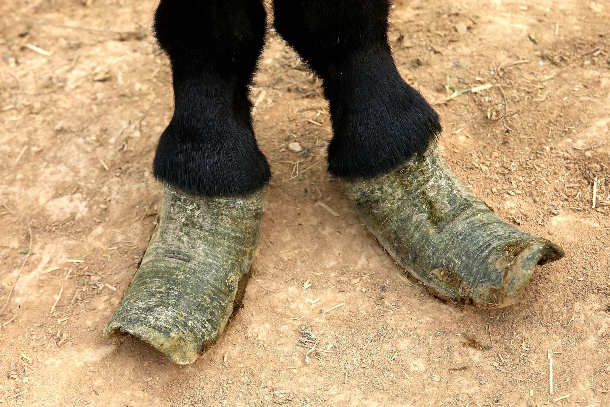 山西7旬老人给毛驴"剪指甲",2小时赚300元,看是啥老手艺|毛驴|蹄子