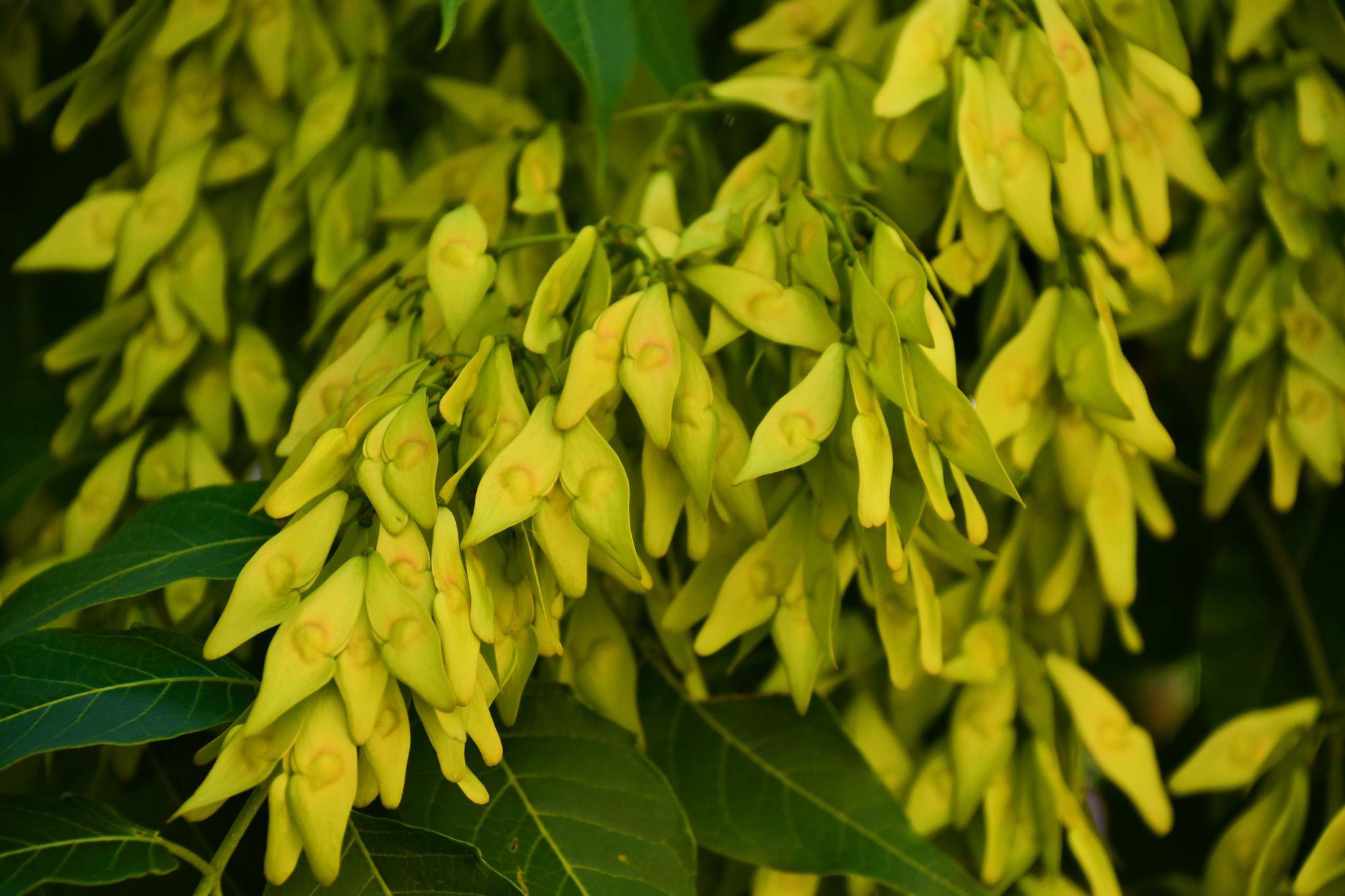 白蜡树的果实,原创拍摄