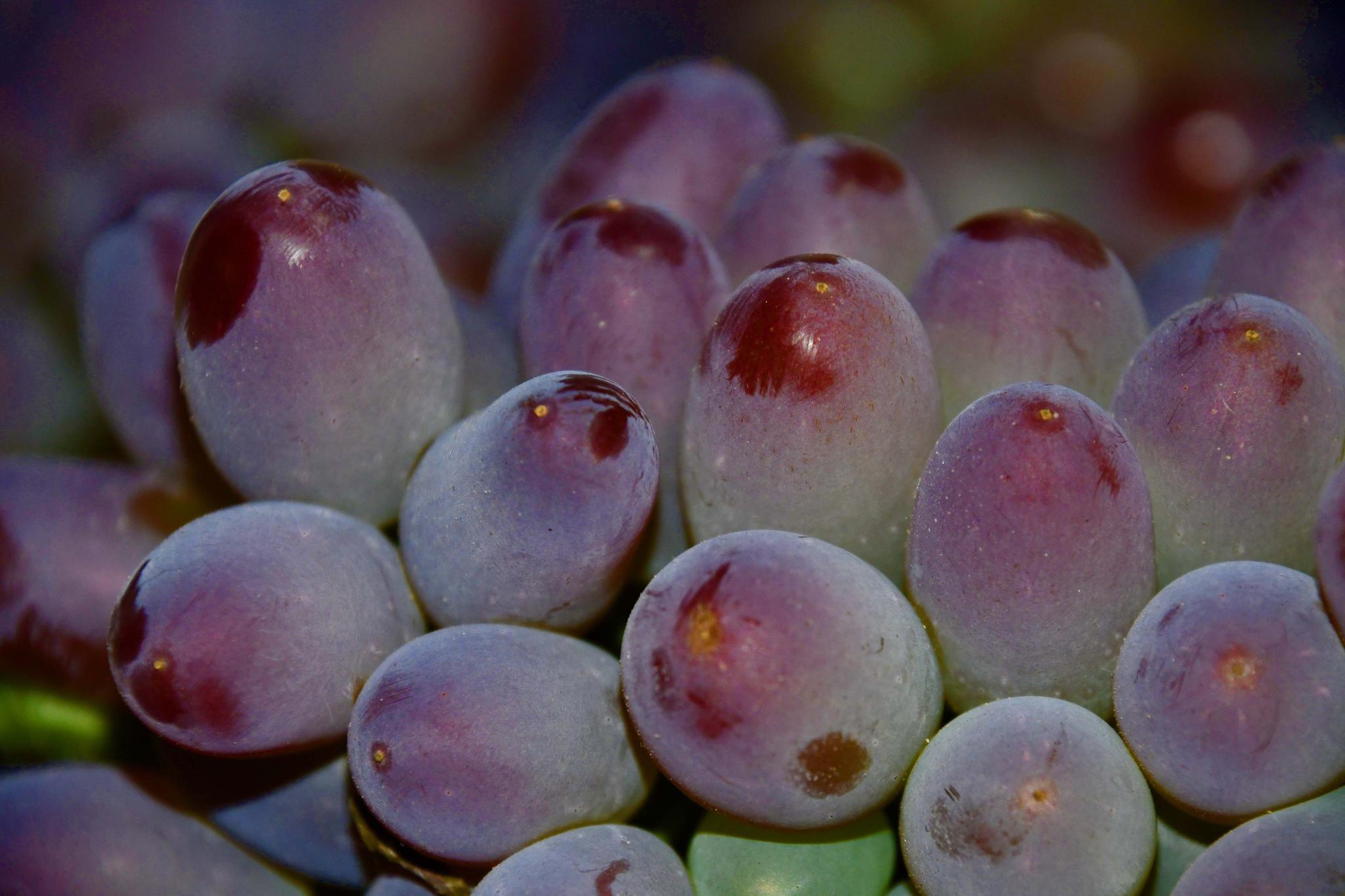 无籽又好吃的玫瑰香葡萄,原创拍摄