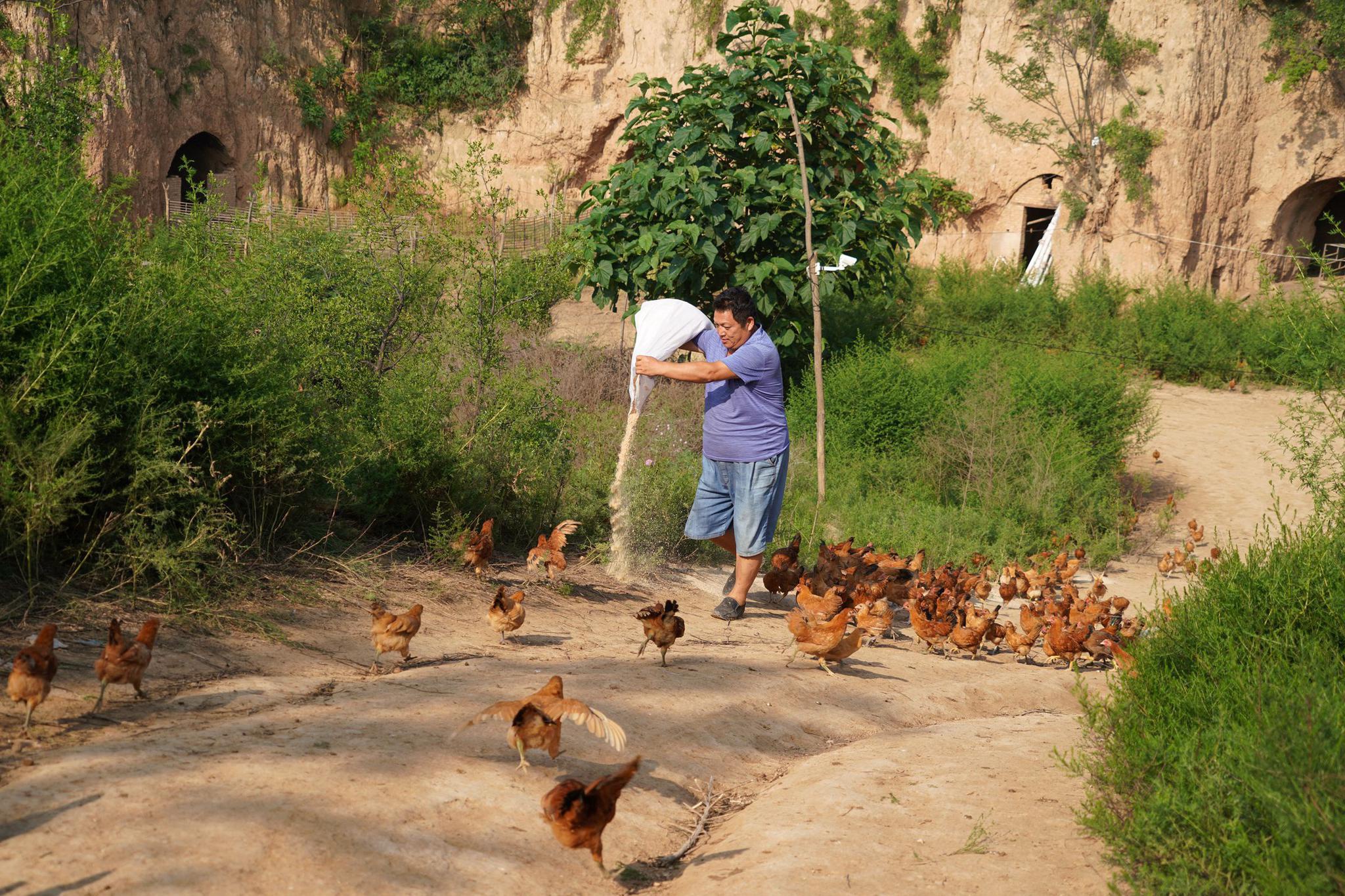 山西中年农民深山养"山鸡",生意火爆想吃要排队,咋回事