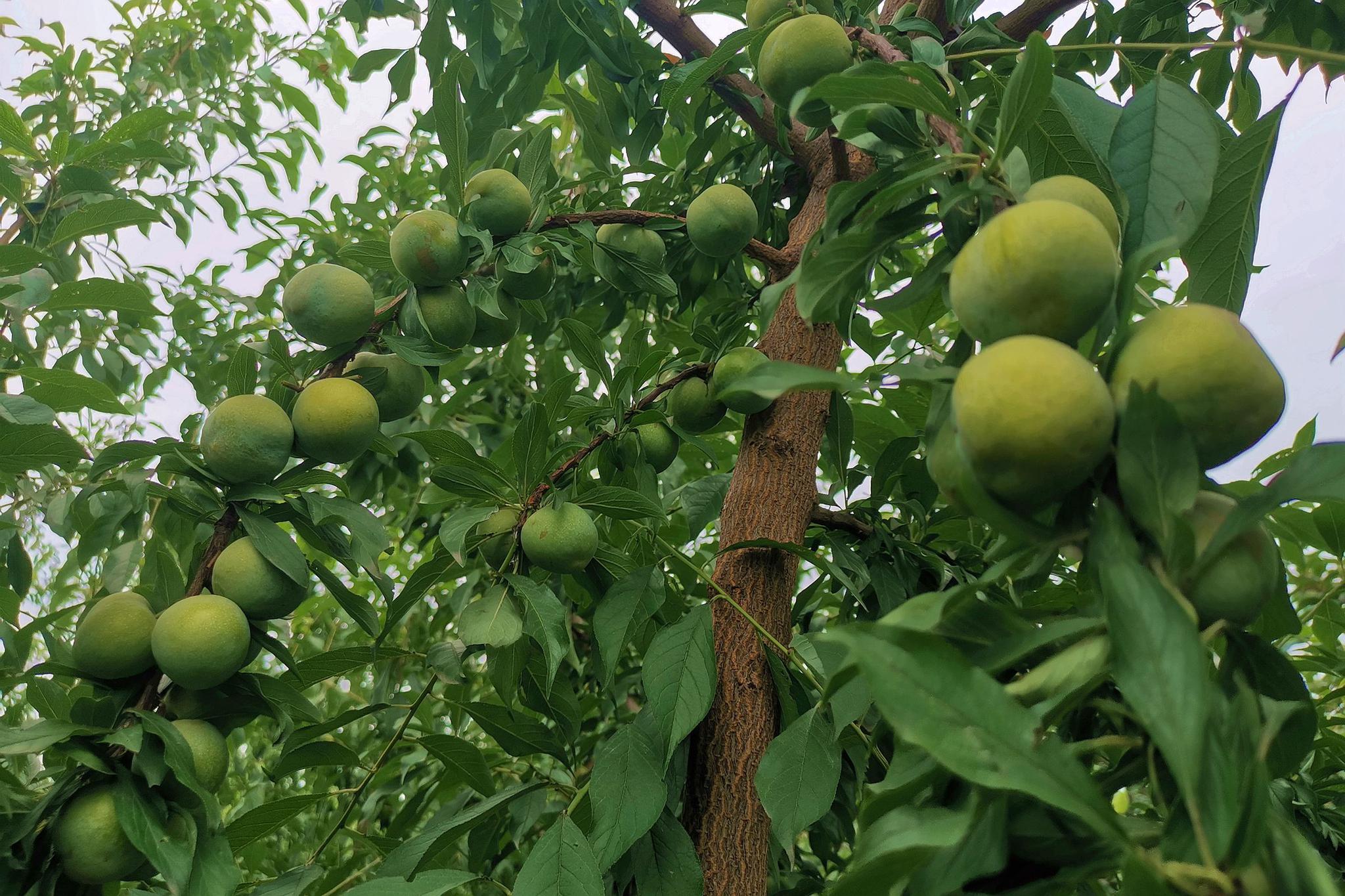 农民大姐把四川青脆李引种山西,供不应求卖上高价钱,啥情况|李子|农民