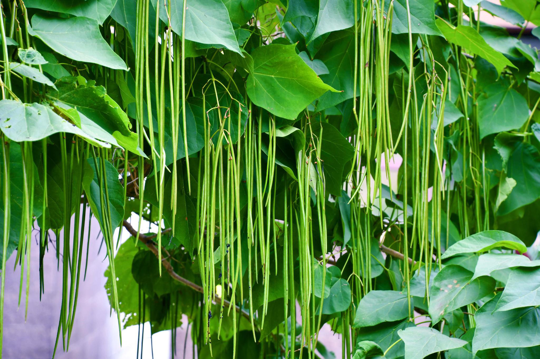 梓树青涩的果实,原创拍摄