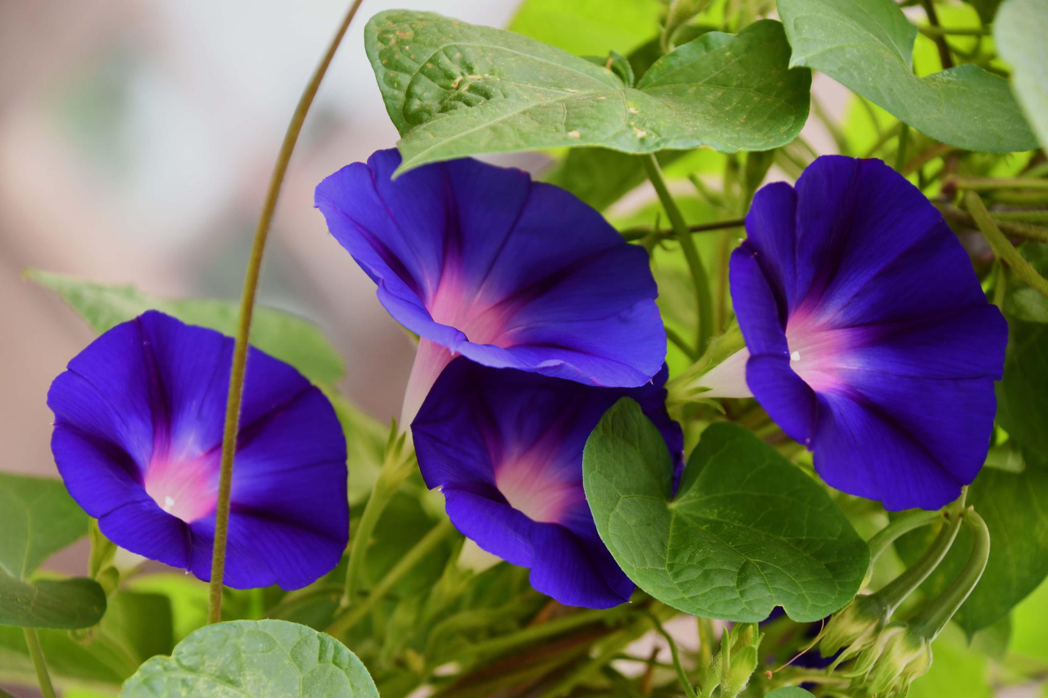 紫蓝色的牵牛花,原创拍摄