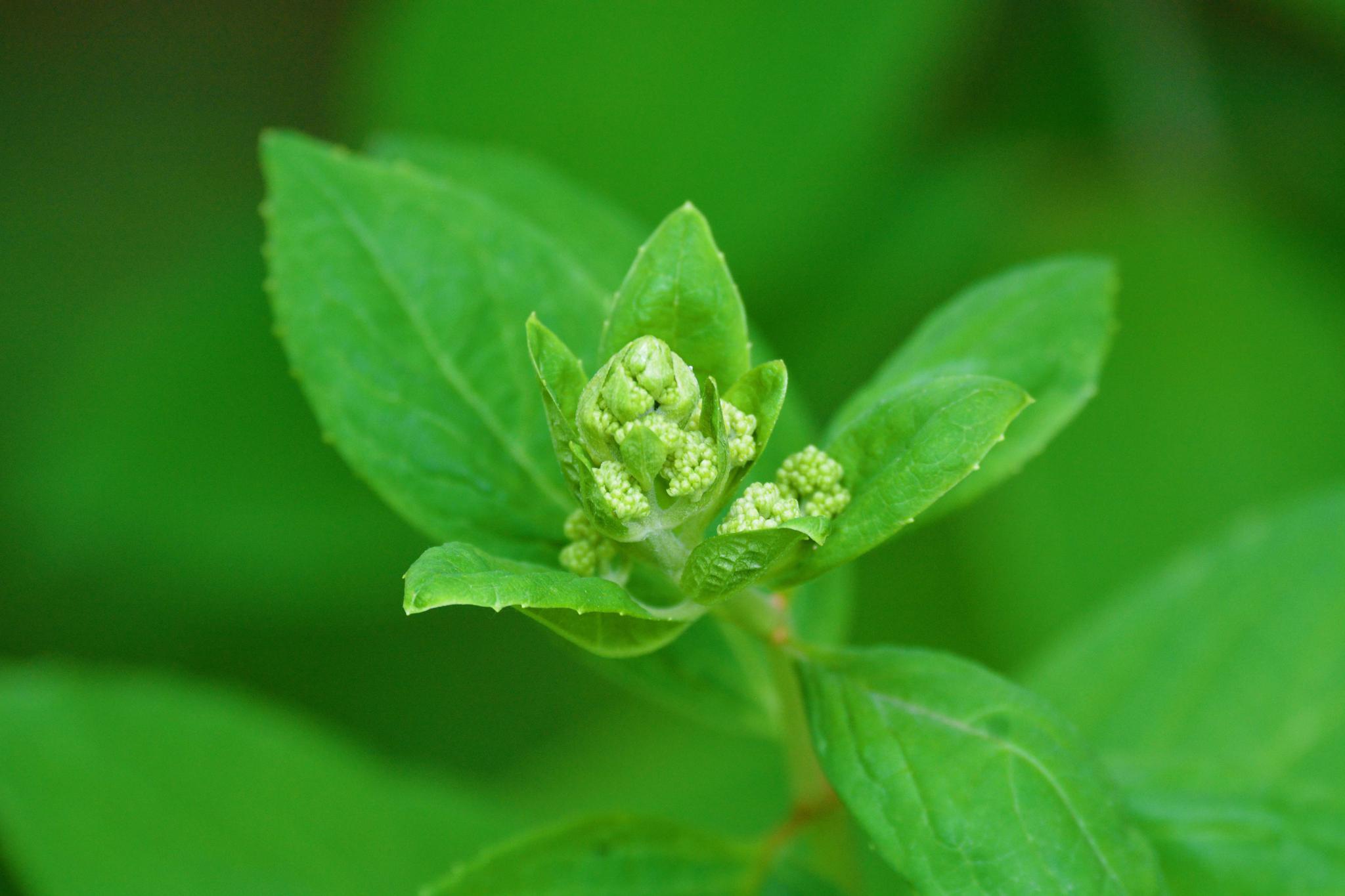 绣球花的花骨朵,原创拍摄