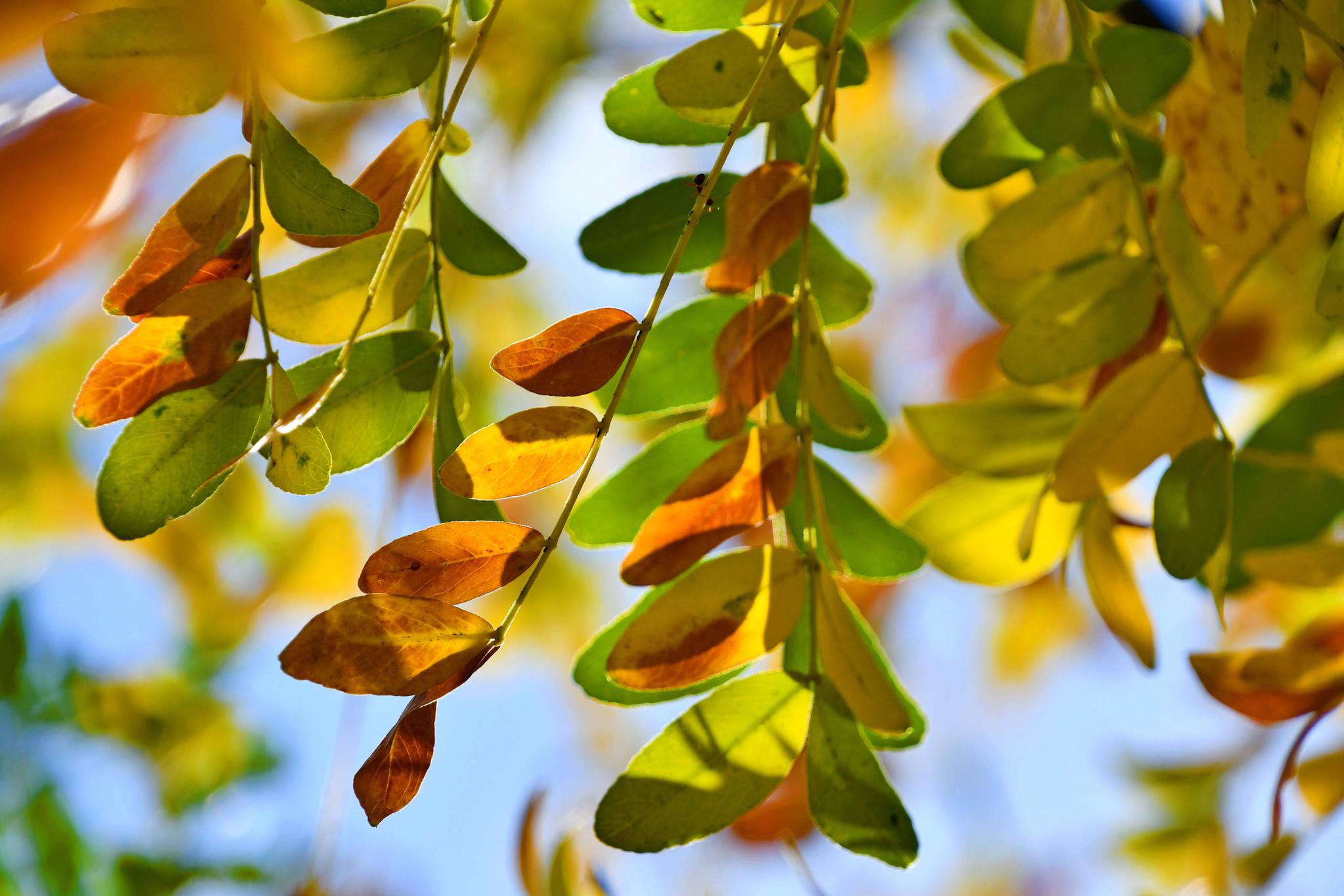 阳光下的皂角树,原创拍摄