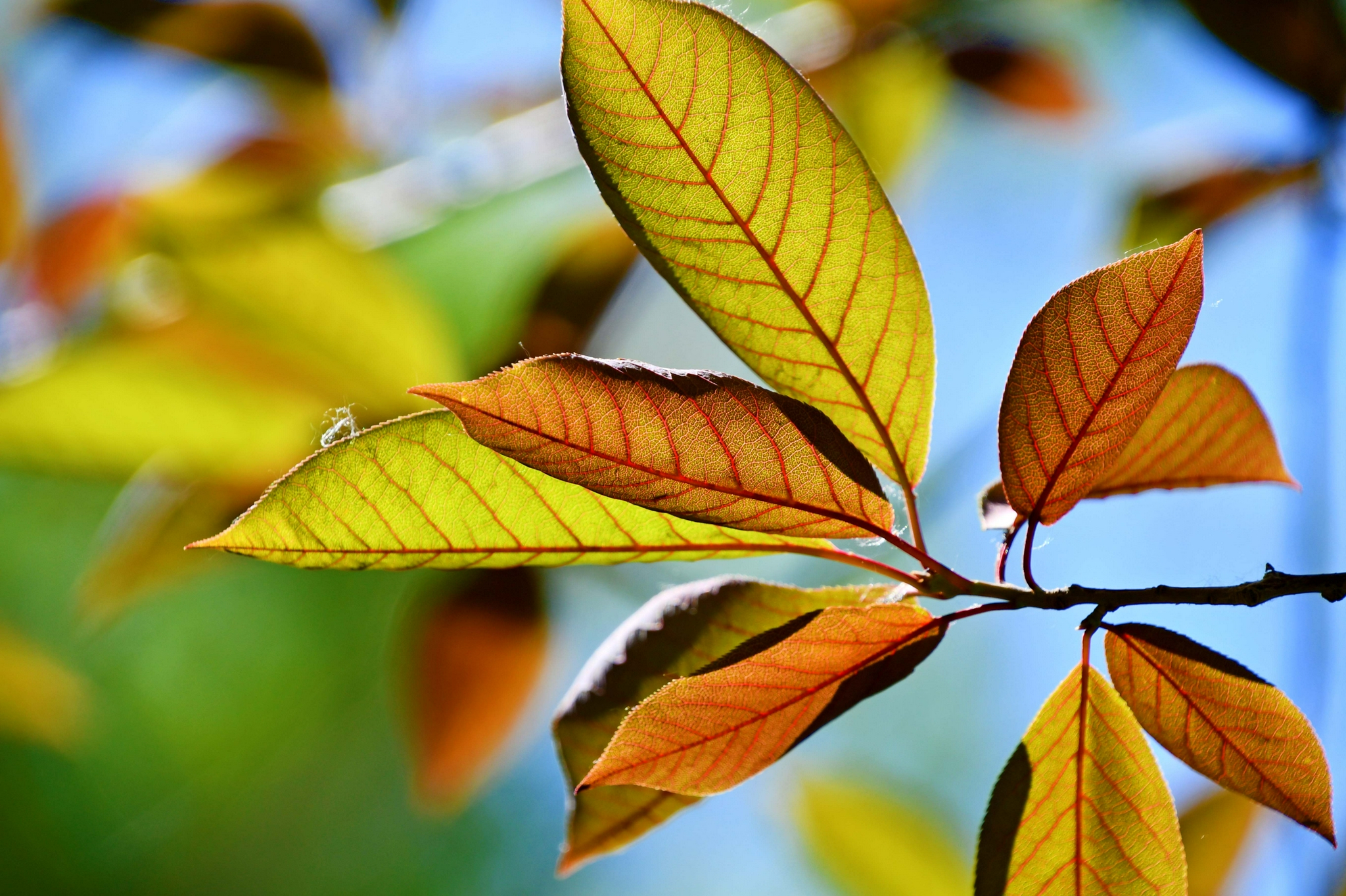 稠李树叶子很好看,原创拍摄_高清图集_新浪网