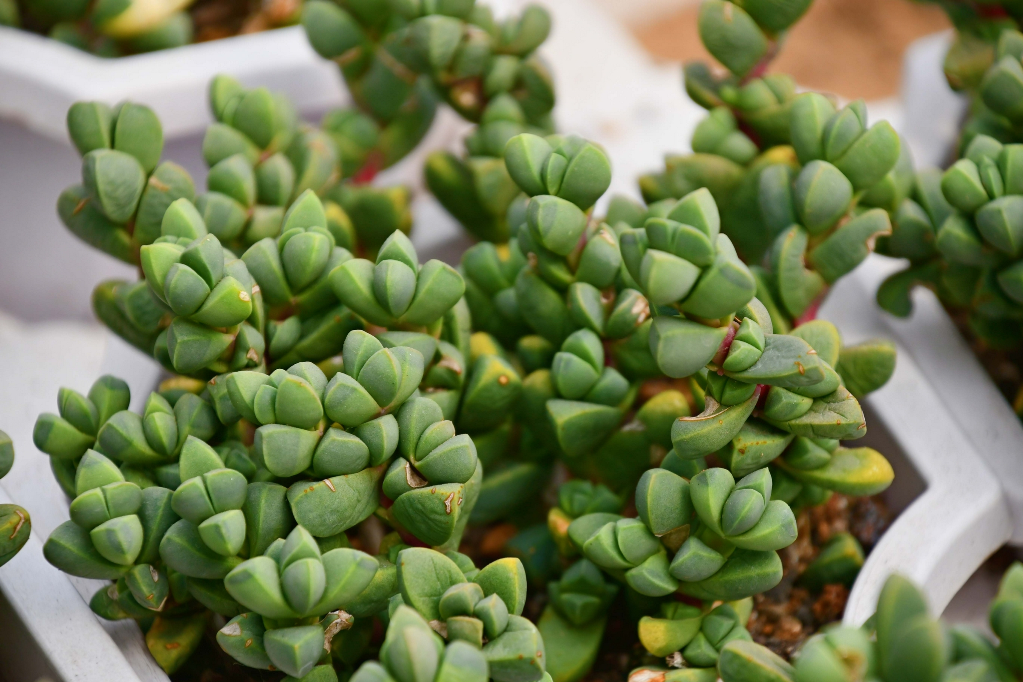 多肉植物鹿角海棠,原创拍摄|鹿角|多肉植物|海棠_新浪新闻