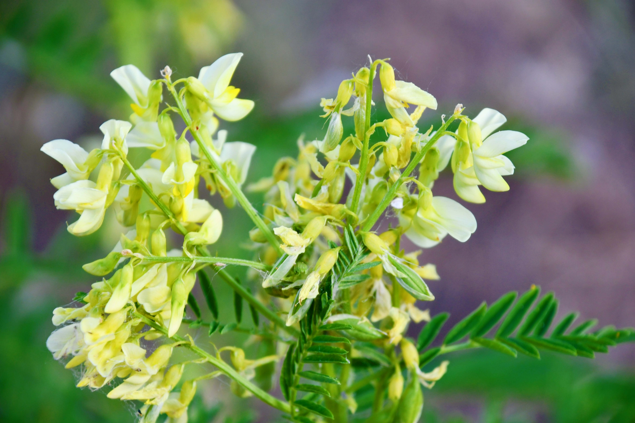 野生中药材黄芪花,原创拍摄