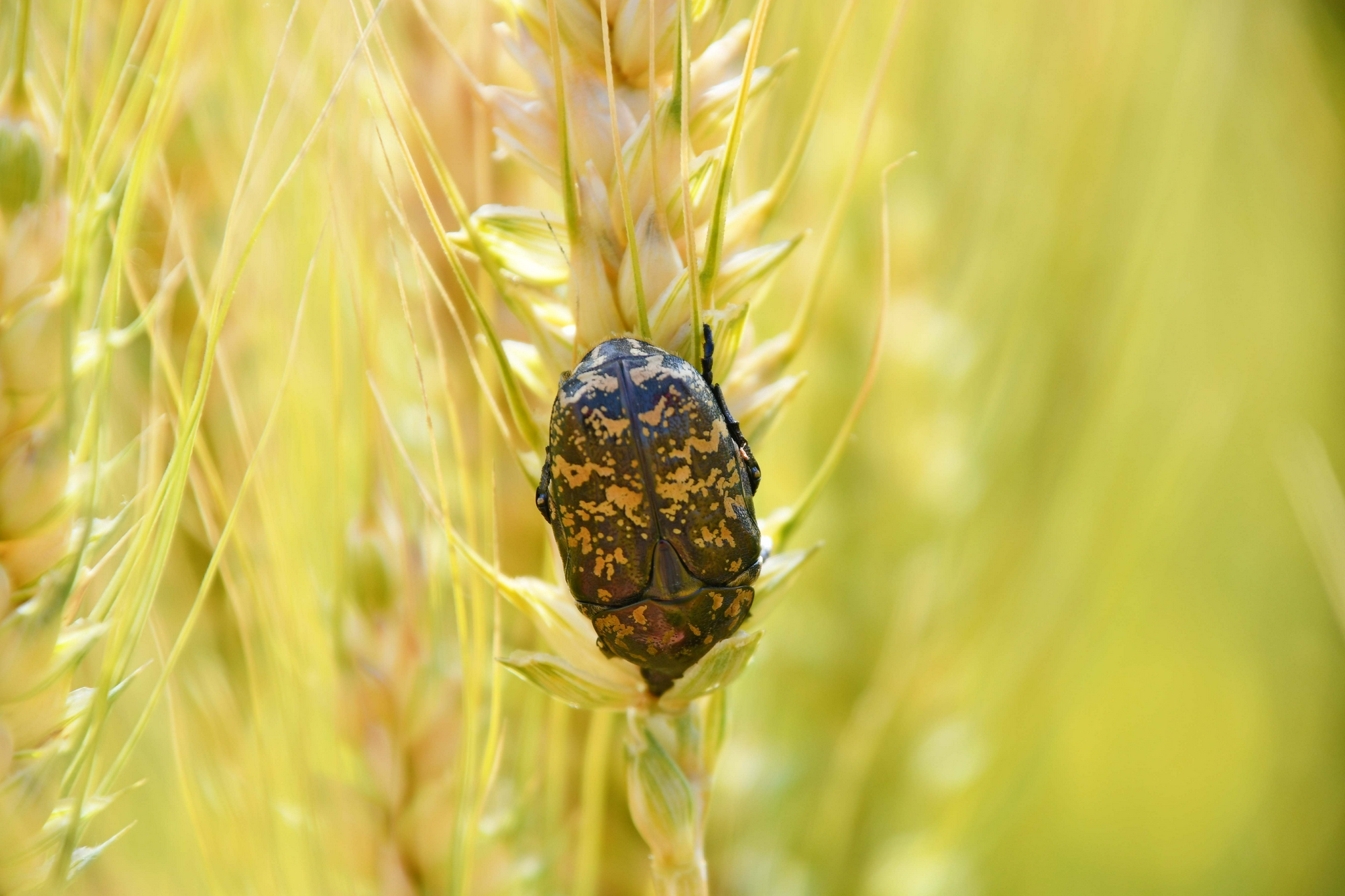 一只大蜣螂原创拍摄