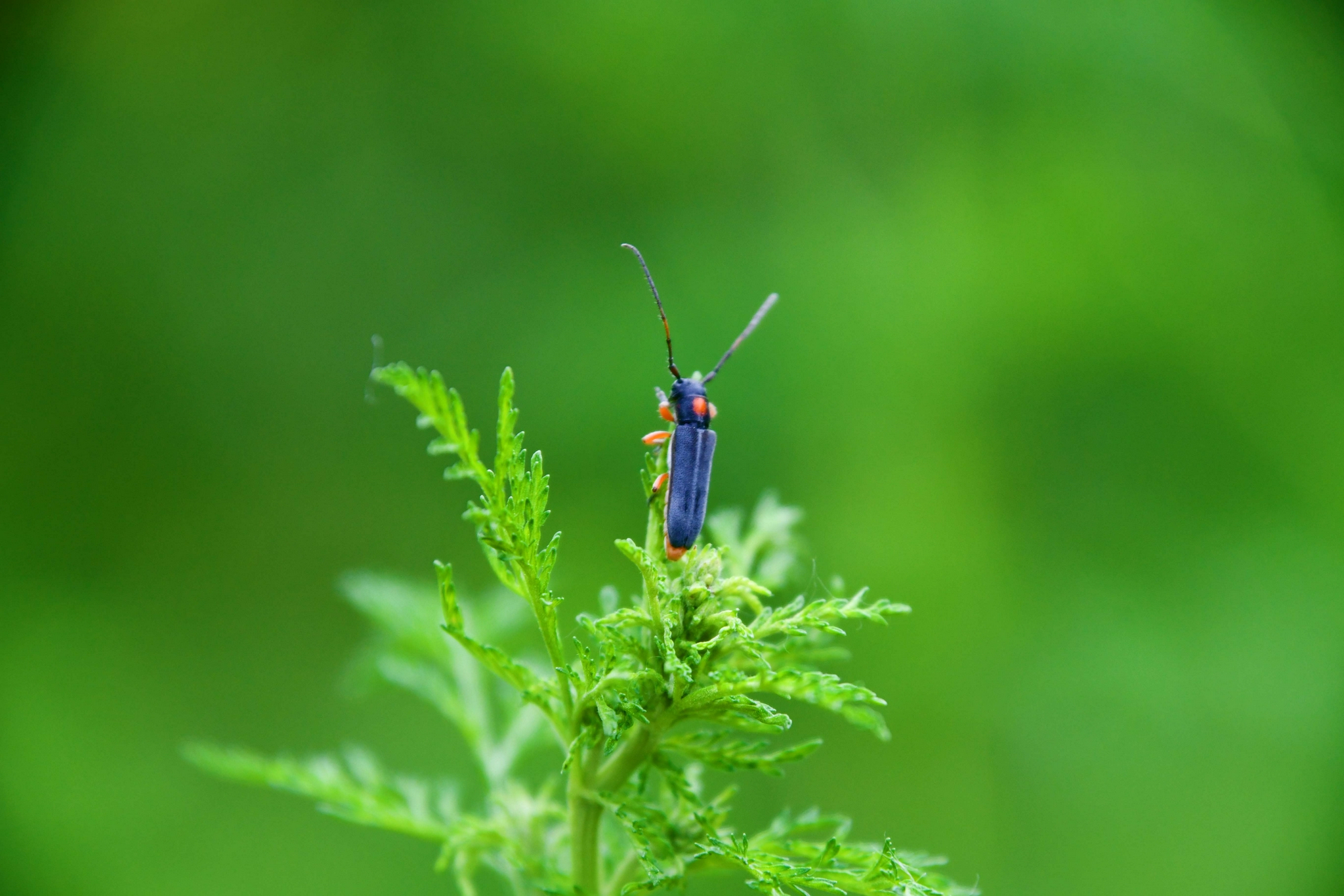 蓝色的小天牛,原创拍摄