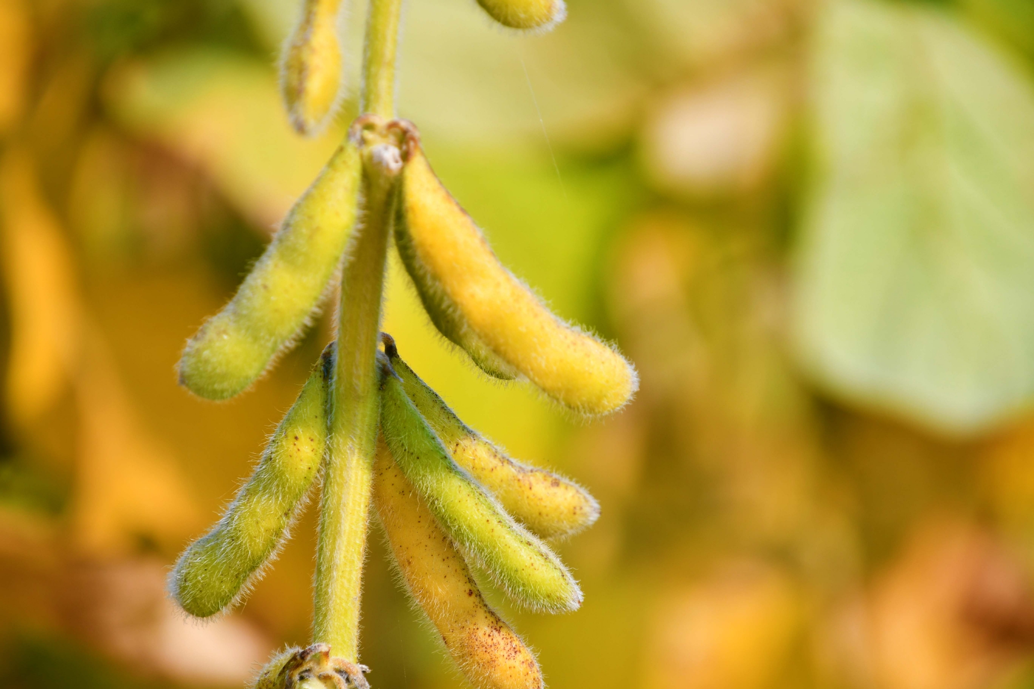黄豆荚,原创拍摄