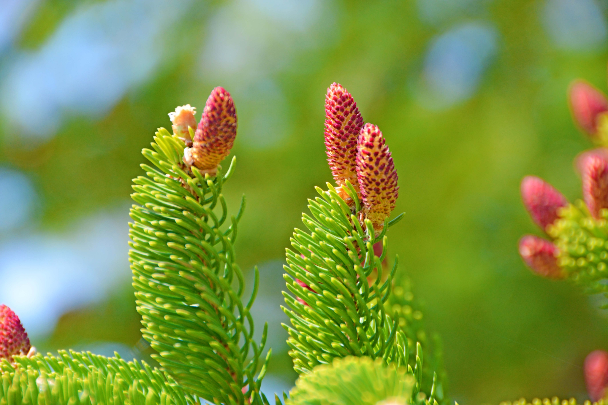 云杉花也很美原创拍摄