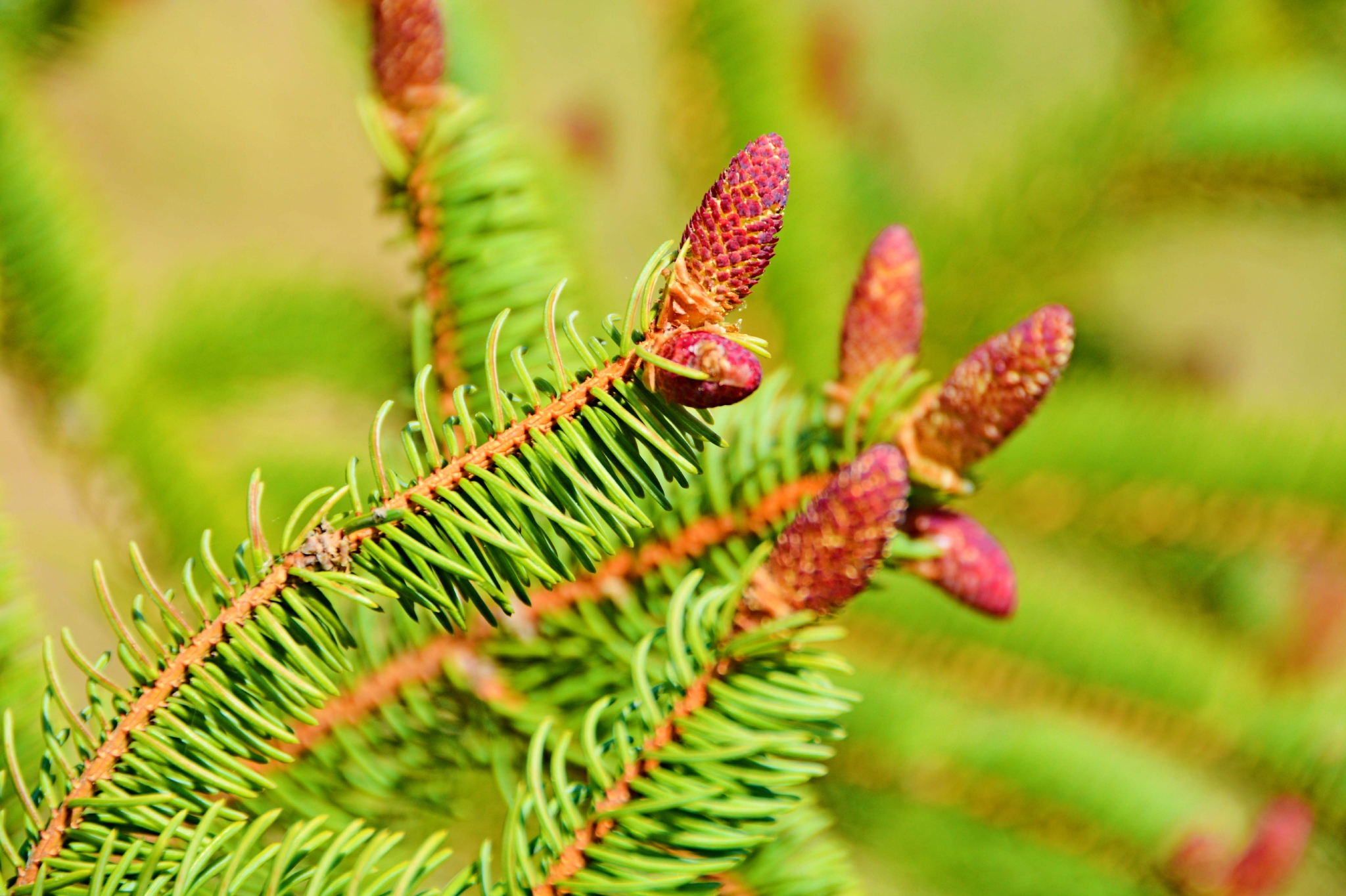 云杉花也很美原创拍摄