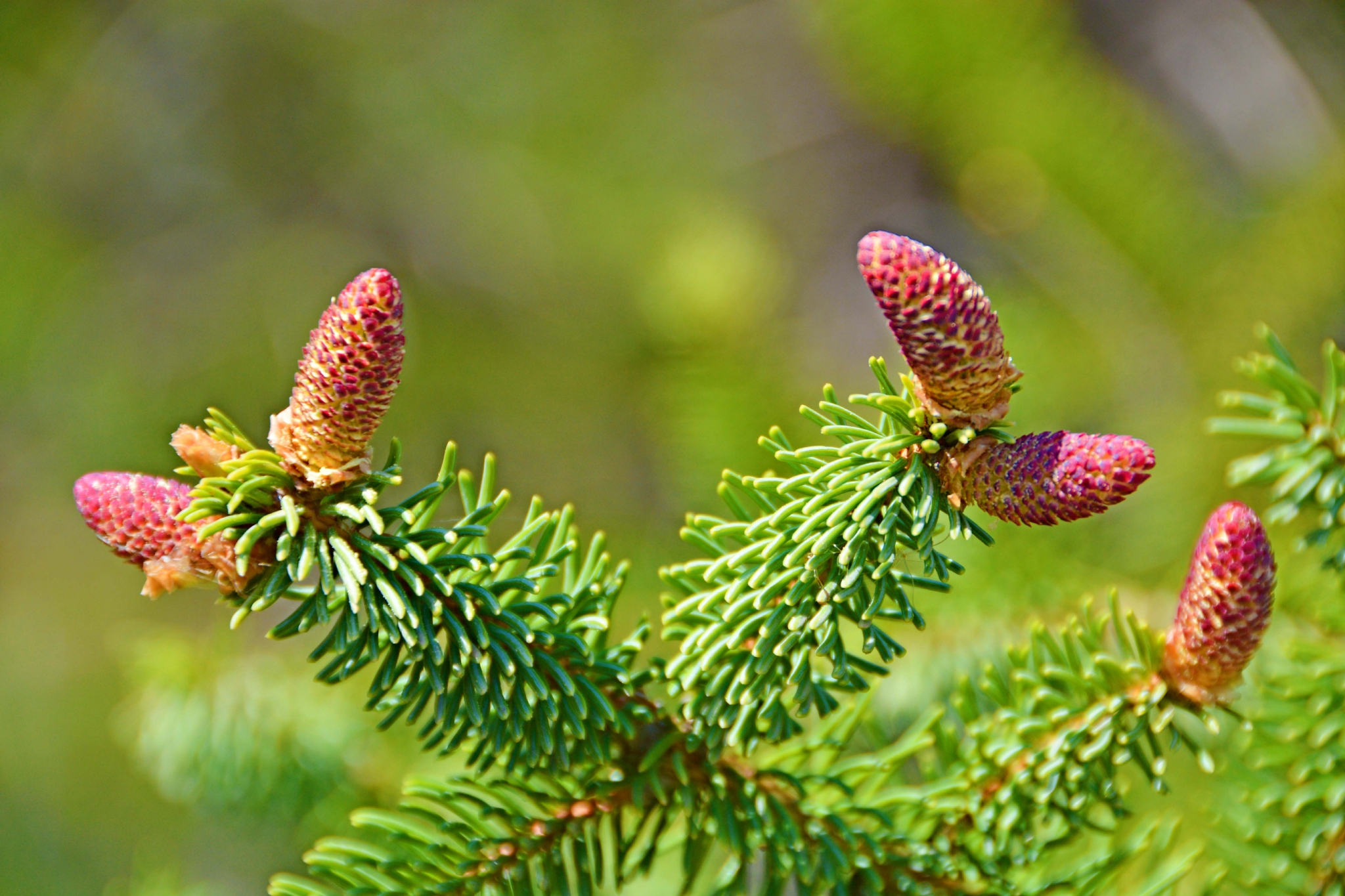 云杉花也很美原创拍摄