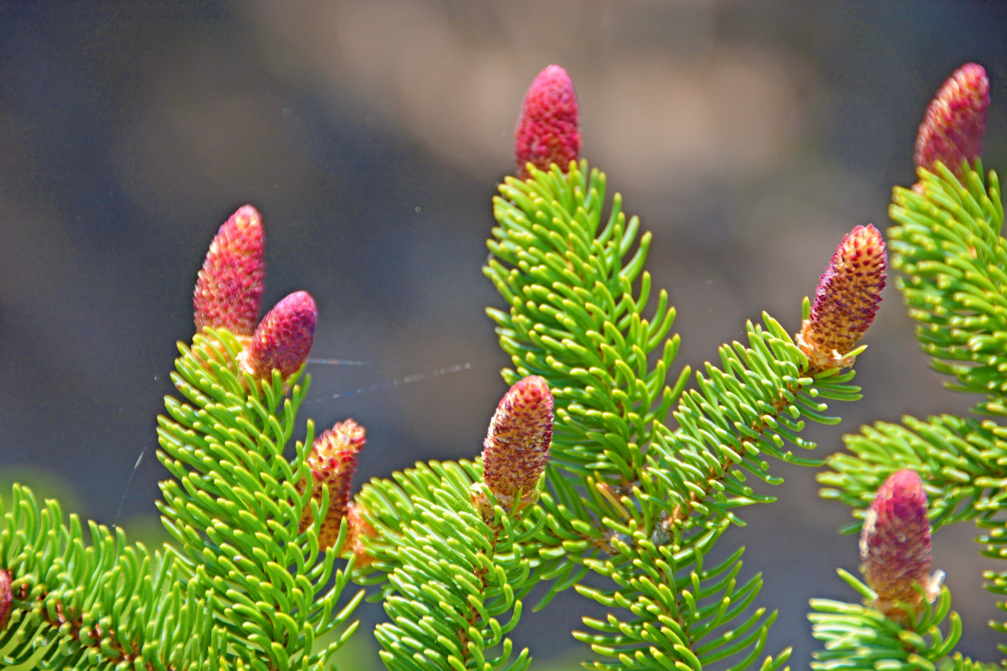 云杉花也很美原创拍摄