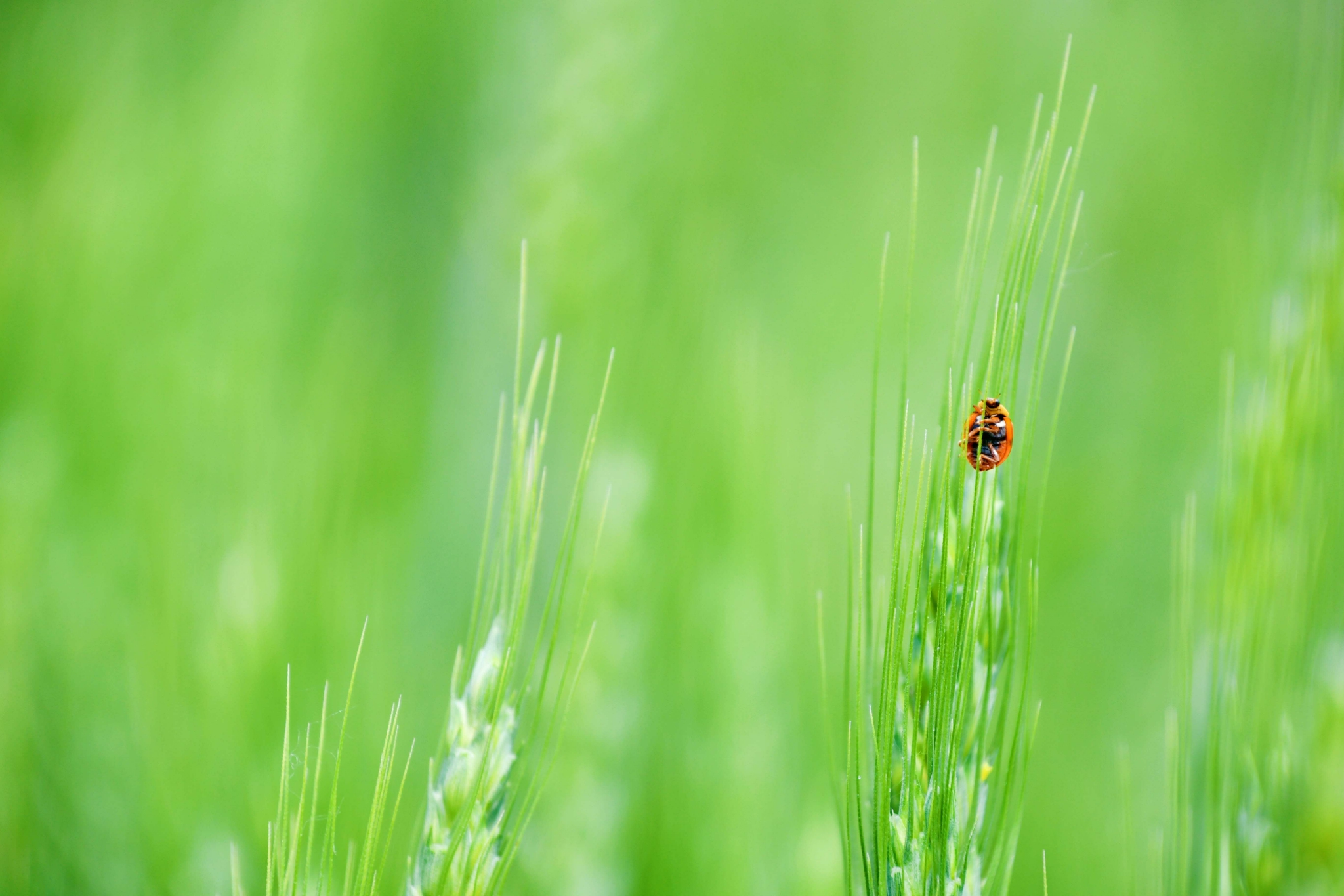 麦穗儿原创拍摄