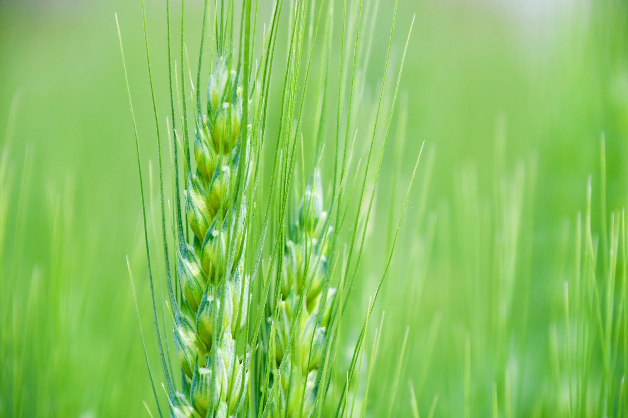 麦穗儿原创拍摄