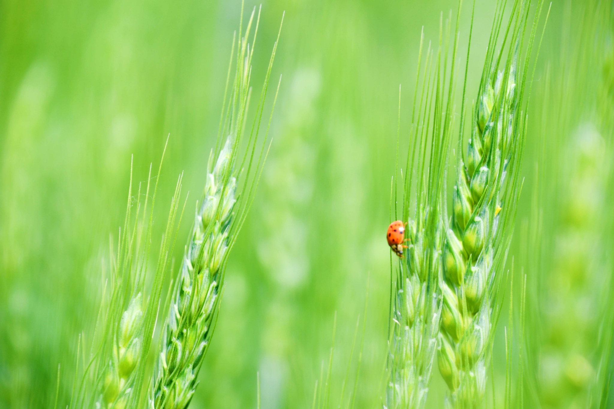 麦穗儿原创拍摄
