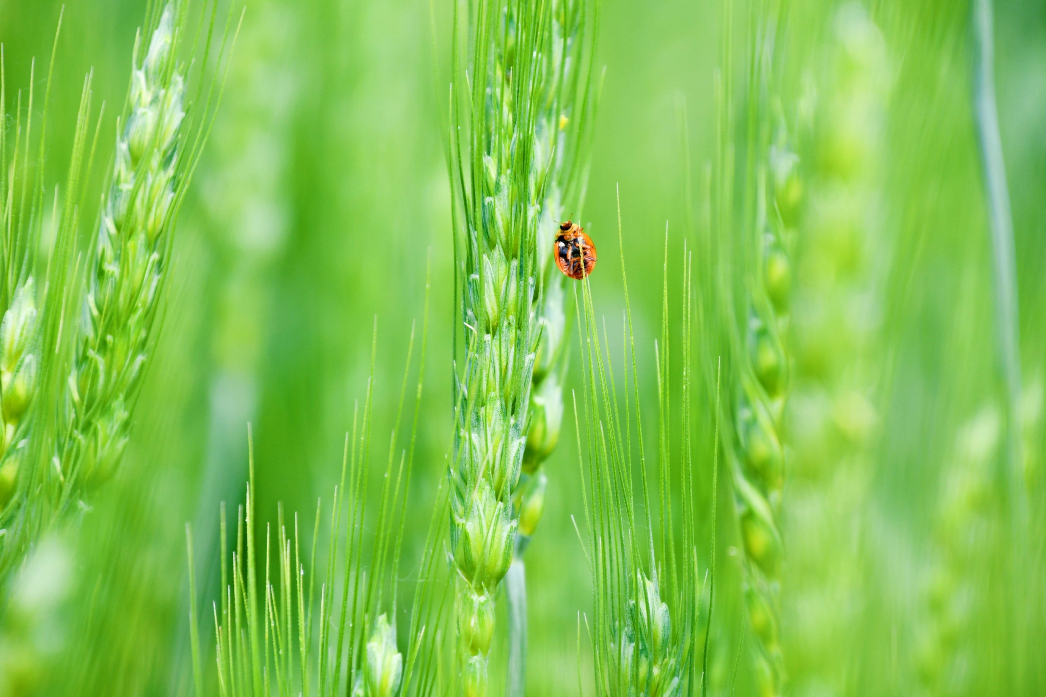 麦穗儿原创拍摄