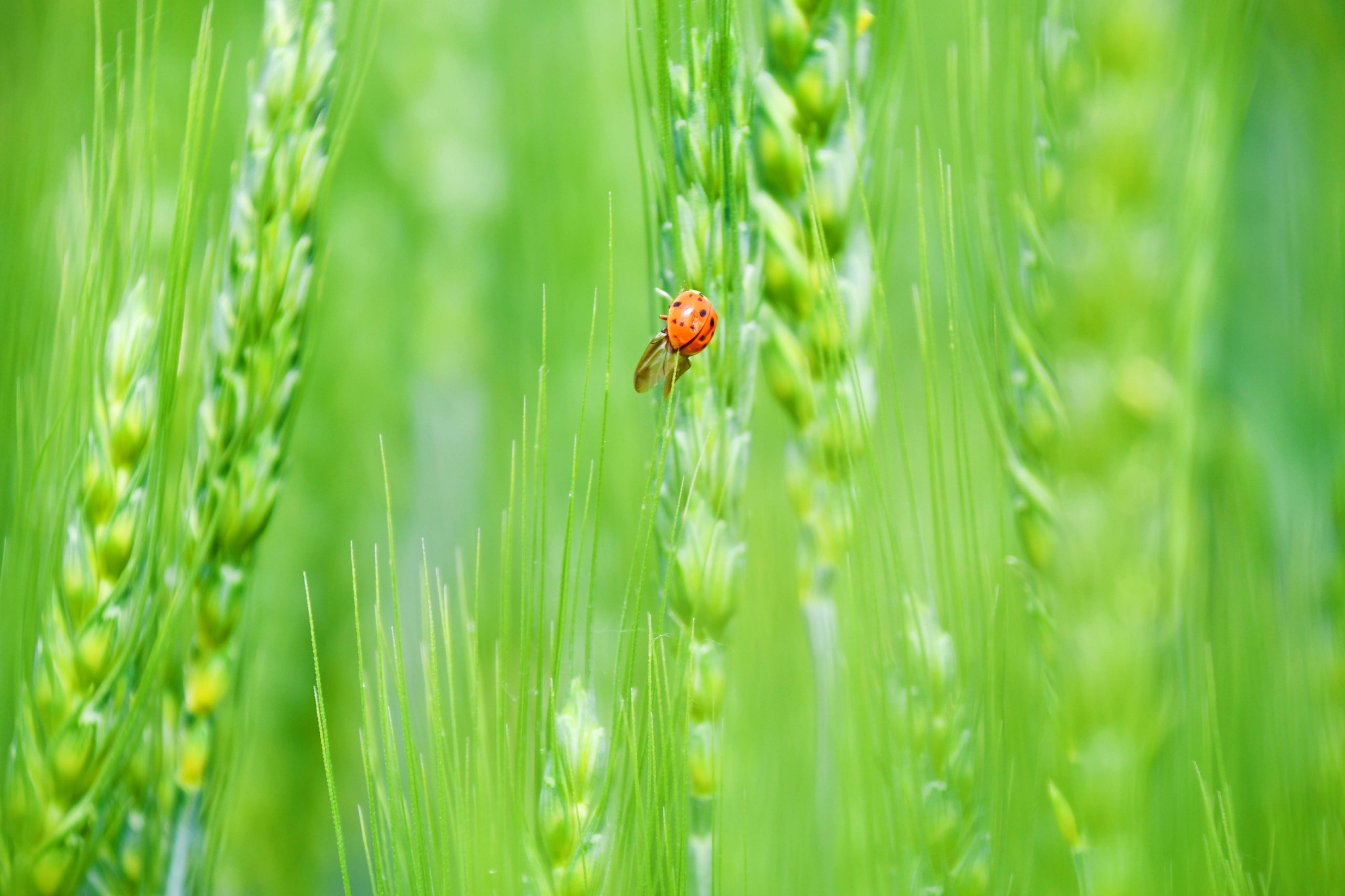 麦穗儿原创拍摄