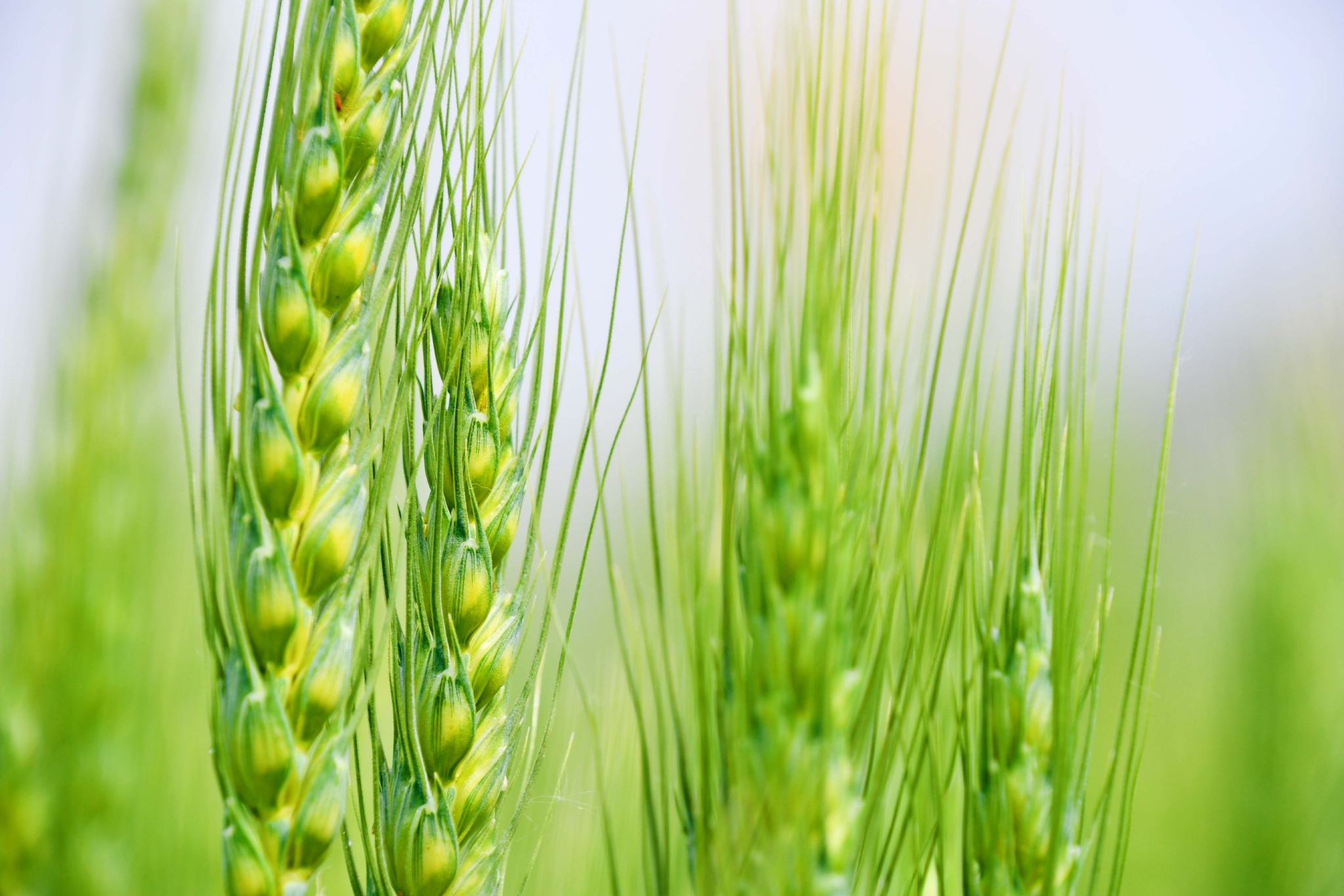 麦穗儿原创拍摄