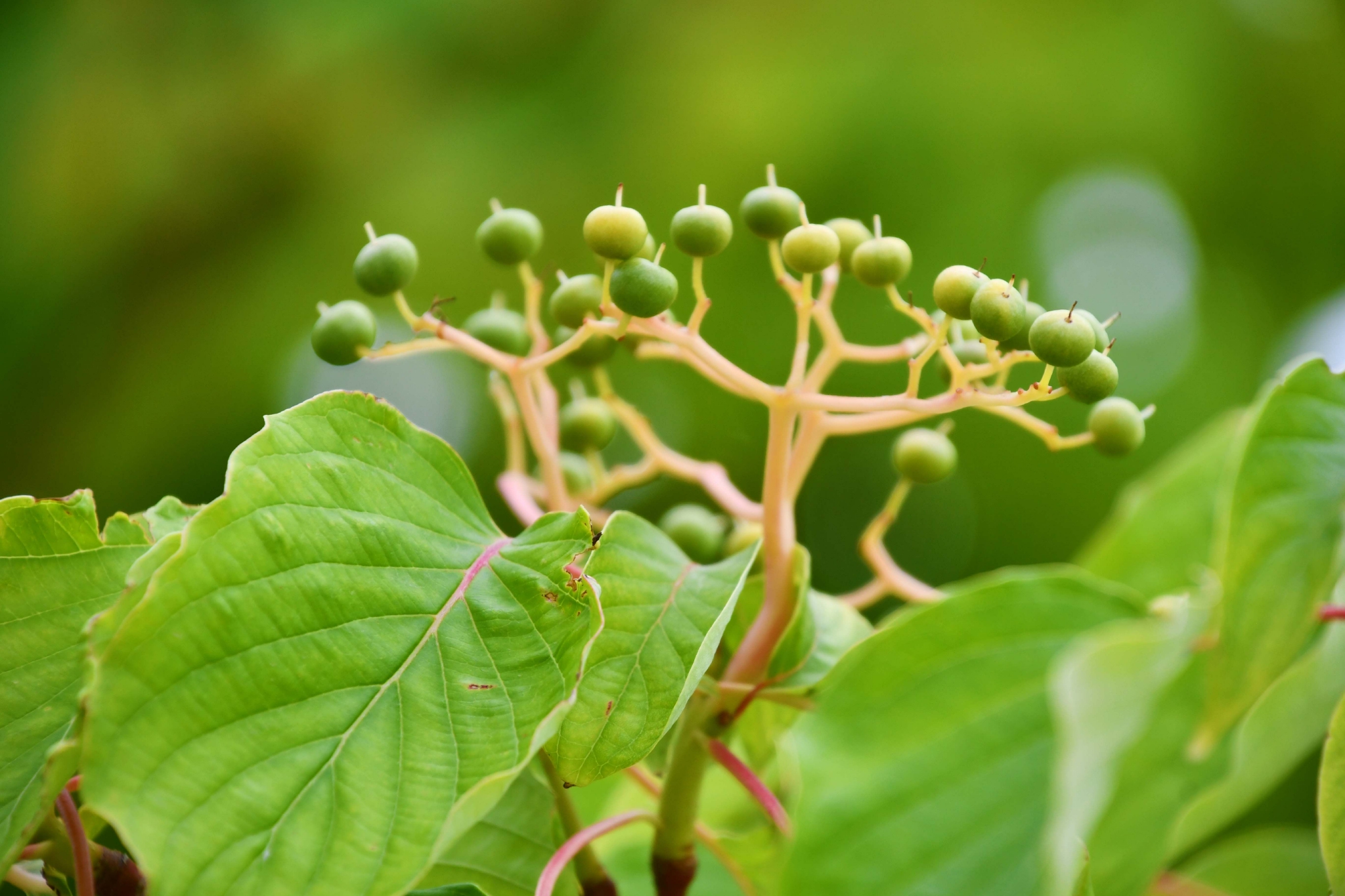 灯台树青果实原创拍摄