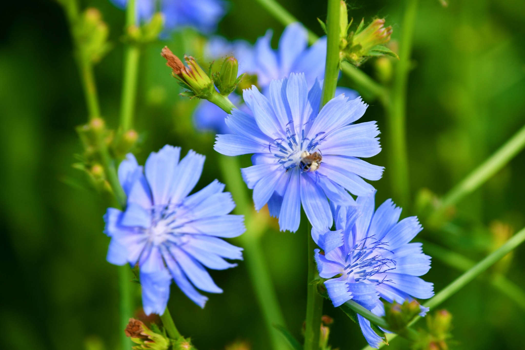 菊苣花原创拍摄