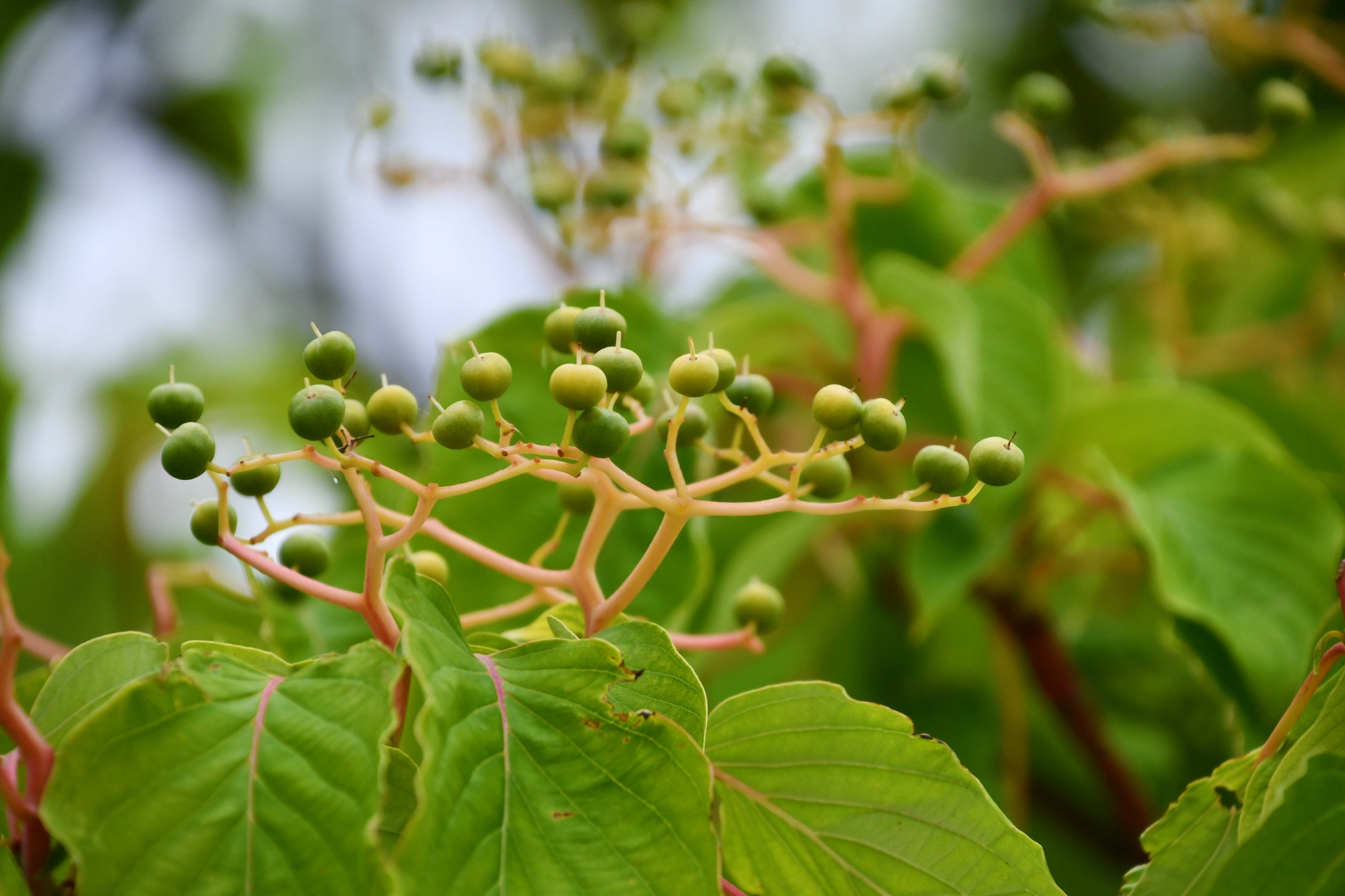 灯台树青果实原创拍摄