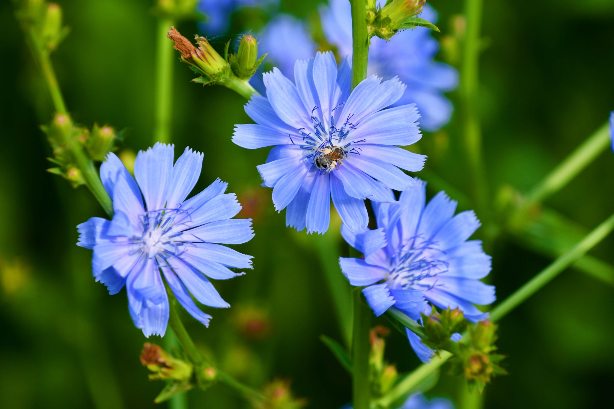 菊苣花原创拍摄