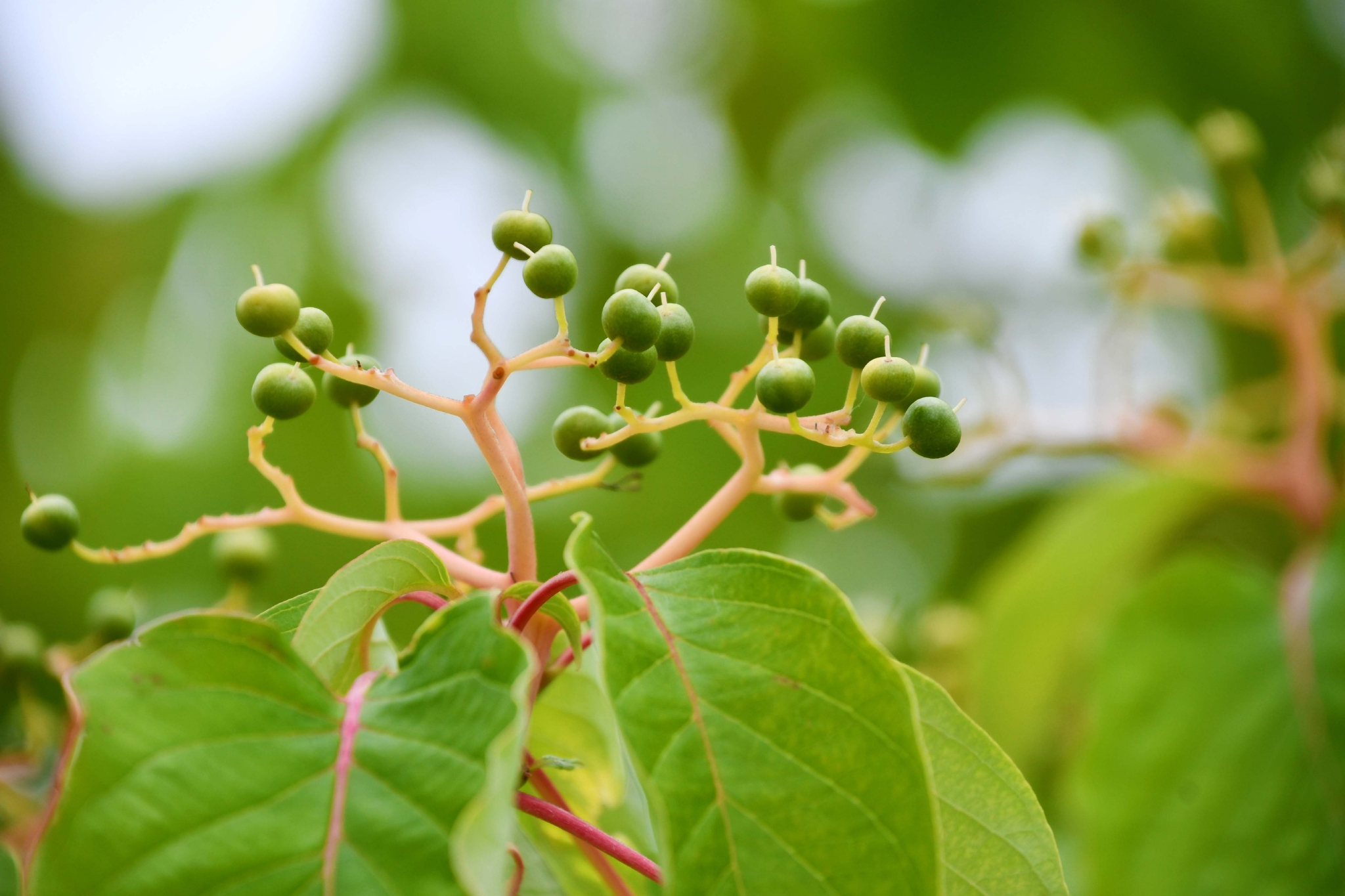 灯台树青果实原创拍摄