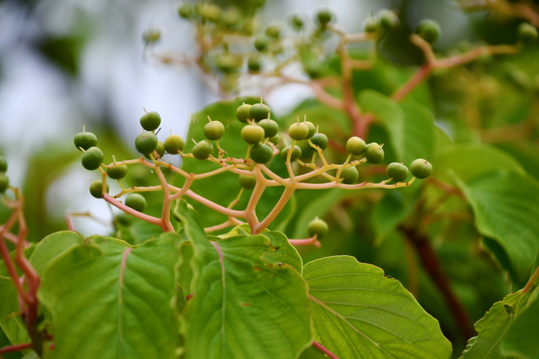 灯台树青果实原创拍摄