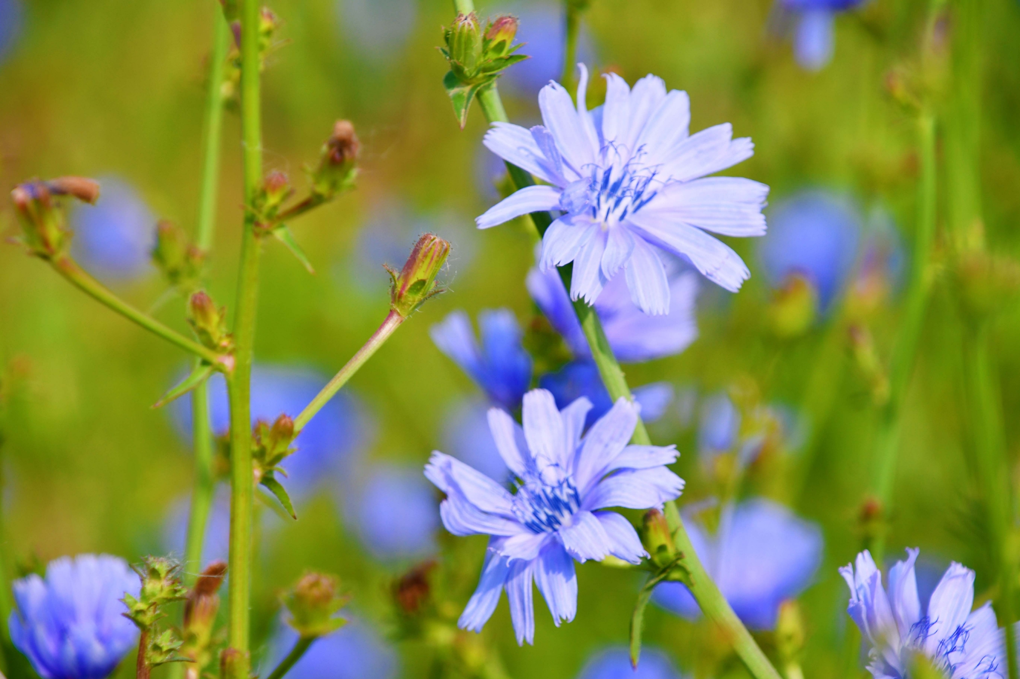 菊苣花原创拍摄