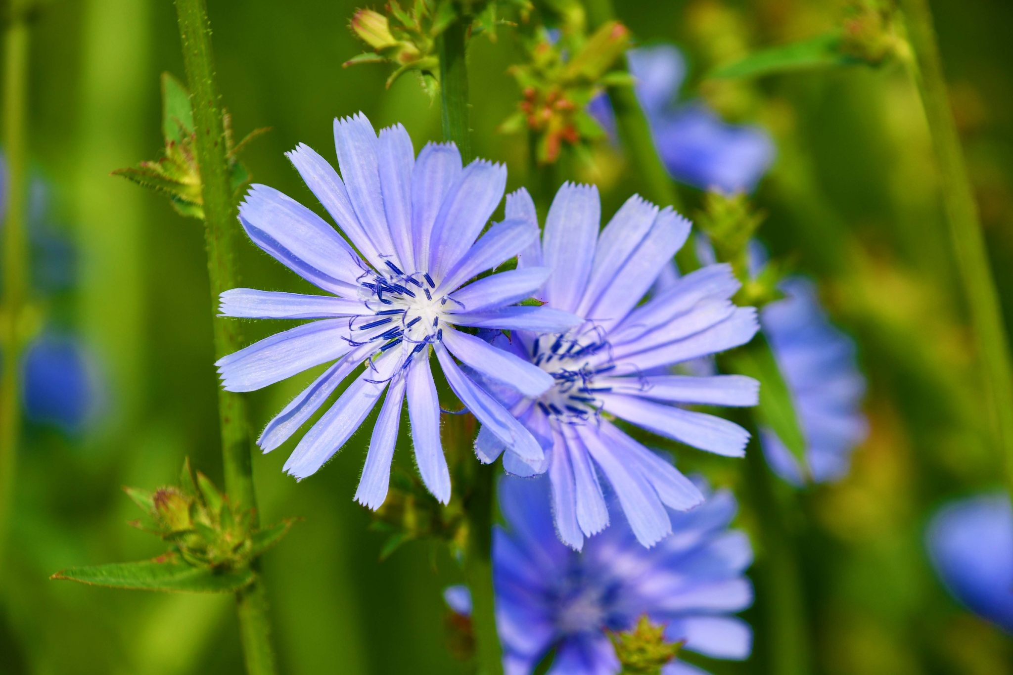 菊苣花原创拍摄