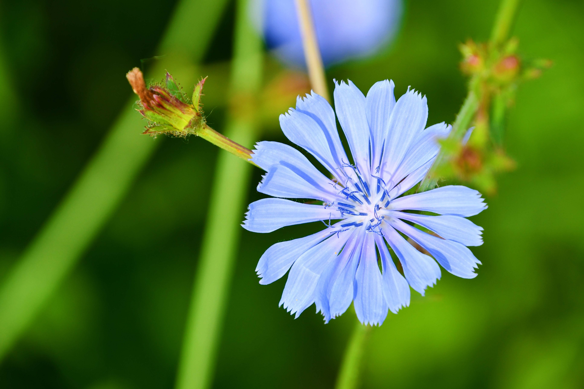 菊苣花原创拍摄