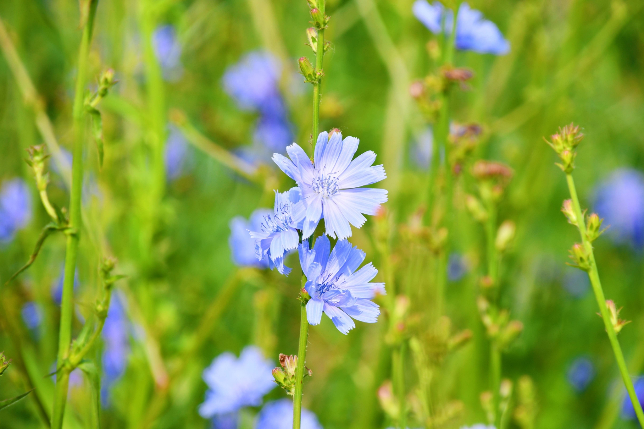 菊苣花原创拍摄